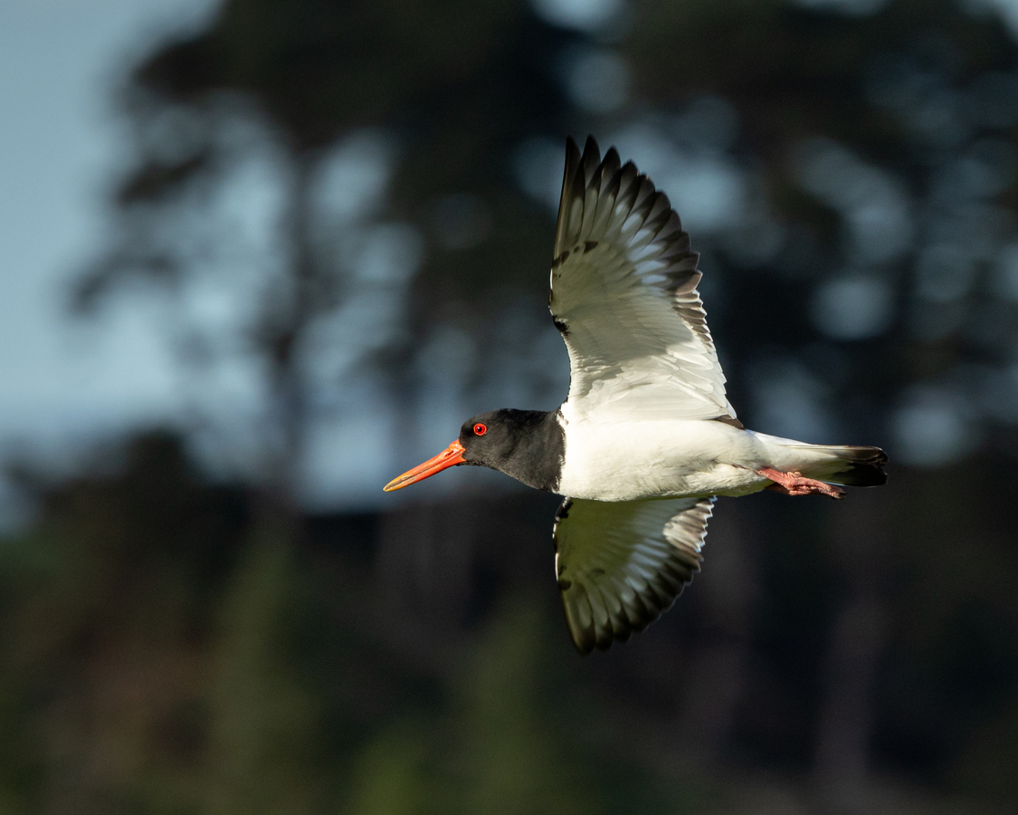 2nd Oystercatcher On The Wing by John austin